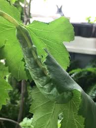 だいたい毎週土曜日掲載 今週のどうぶつ オオスカシバの幼虫でベランダのぶどうが全滅 エビデンスに基づく介護 トータルケア 全国高齢者ケア研究会 泉田照雄