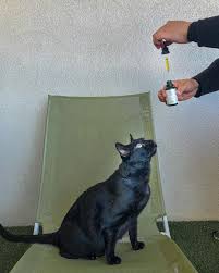 Le Cbd Pour Animaux Informations En 2020 Animaux Chien Animaux De Compagnie