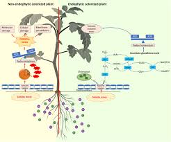 Stress management is an effective tool to accomplish by trying the four a's. Alleviation Of Salinity Stress In Plants By Endophytic Plant Fungal Symbiosis Current Knowledge Perspectives And Future Directions Springerlink