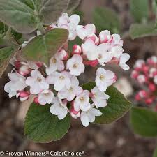 See 147 unbiased reviews of crazy daisy, rated 3 of 5 on tripadvisor and ranked #11,411 of 14,823 restaurants in moscow. 900 Yard Ideas In 2021 Plants Yard Shrubs