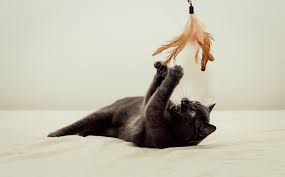 Esto se hará mientras se canta agua de limón, vamos a jugar, el que queda solo, solo se quedará. 10 Juegos Para Entretener A Mi Gato Te Encantaran