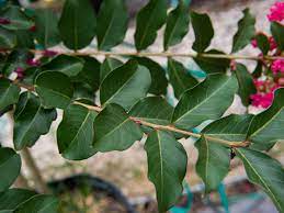 One of the most popular in texas. Tuscarora Crape Myrtle Dallas Texas Treeland Nursery