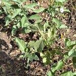 Image result for Astripomoea hyoscyamoides