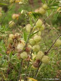 Image result for Gomphocarpus semilunatus