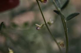 Image result for Lessertia macrostachya