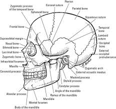 Figures 1 and 2 show the bony anatomy of the face. The Bones Of The Human Face Dummies