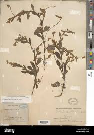 Image result for Stipularia