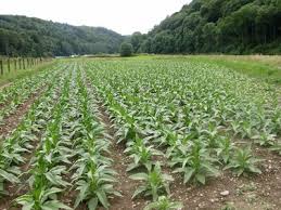 Le Tabac De La Semois Vresse Sur Semois