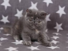 The only way to lock in the. Exotic Shorthair Kitten Buy Exotic Shorthair Kitten Pet Animals For Best Price At Usd 350 Quintal Approx