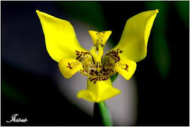 日本鳶尾花 irises寫iris 又見鳶尾 udn部落格 plants iris