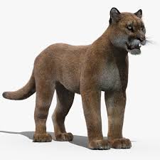 Puma (Fur) 3D Model $89 - .fbx .obj .max .3ds - Free3D