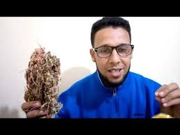 عشبة حياة النفوس أفضل من الفياغرا تقوي الإنتصاب تعالج جميع المشاكل الجنسية حياة النفوس تحيي النفس youtube playlist make it yourself