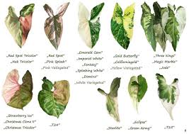 Pin By Ahmadsyafaat On Syngonium In 2020 Foliage Plants Philodendron Plant Variegated Plants