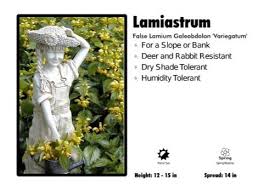 Image result for Lamium galeobdolon