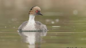 images?q=tbn:ANd9GcQz7tZurycmdoBB-WxKy2a99Jy0ZBU-ZK1I8w&s