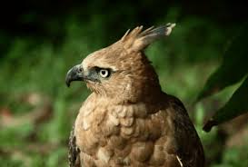 Maybe you would like to learn more about one of these? Sejarah Burung Garuda Sebagai Lambang Negara Seruni Id