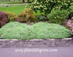 Image result for Neoschumannia cardinea