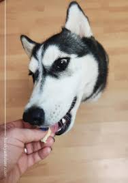 With such sumptuous flavors, it's impossible for your dog not to love this. Can Dogs Eat Eggs Husky Advisor Hard Boiled Eggs Scrambled Eggs