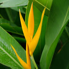 Bird Of Paradise Flower Meaning In Tamil Tropical Flowers Cairns Golden Torch
