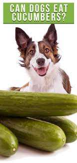 Cats' weaknesses are a little more mundane however, with cucumbers, bananas and water cats are curious creatures whose dislike of items like bananas and cucumbers has baffled uscredit this is thought to be due to the smell of the chemicals coming from the banana's outer skin which are. Can Dogs Eat Cucumbers A Complete Guide To Cucumber For Dogs