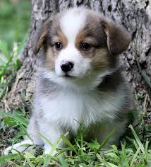 The welsh corgi comprises two distinct breeds, the cardigan welsh corgi, which is the larger of the two, and the pembroke welsh corgi, which corgis are good guard dogs and can become overprotective unless they are thoroughly socialized as puppies. Corgi Puppies For Sale In San Antonio Texas Petsidi