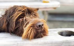 Check spelling or type a new query. Wirehaired Pointing Griffon Temperament And Personality Non Aggressive And Protecting