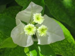 It can be coaxed into a small manageable pot plant or a sizeable tree, to. Bougainvillea Singapore White Secret Stone Garden æ„› ç¾Žéº—