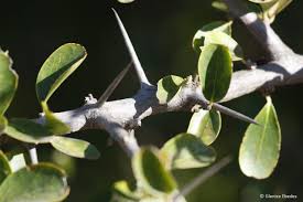 Image result for Dovyalis afra