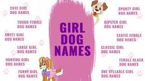 French bulldogs are a brachycephalic breed, meaning they have shorter snouts than other dogs. Girl Dog Names Top Female Dog Names Of 2021 Backed With Vibrant Meanings Petmoo