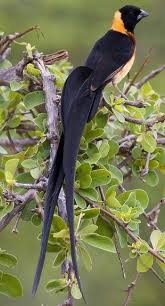 Black And White Bird With Long Tail South Africa Surfbirds Online Photo Gallery Search Results In 2020 Wild Birds Beautiful Birds Colorful Birds