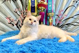 Apart from its colouration, the neva masquerade does not differ from the siberian cat. Neva Masquerade Siberian Cat For Sale In The City Of Moskva Russian Federation Price 270 Announcement 1711