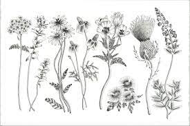 Texas Wildflowers Wildflowers Illustration Wildflower Sketch Wild Flower Drawing