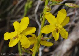 Image result for Tecophilaeaceae