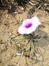 Image result for Ipomoea bolusiana