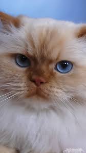 We offer 29 himalayan kittens for sale in florida. Flame Point Himalayan 5 7 2013 Wallpaper Kicking Designs