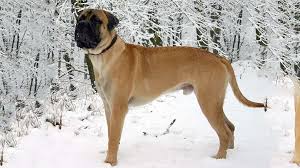 Click here to view bullmastiff dogs in oregon for adoption. Bullmastiff Facts About The Fearless Family Companion Petmoo
