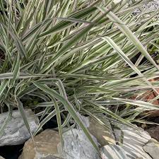 Image result for Carex mannii