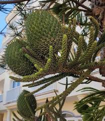 Image result for Araucaria columnaris