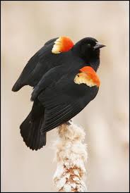 Black Bird With Red Under Wing Spring Ritual By Chris Kayler 500px Backyard Birds Beautiful Birds Pet Birds