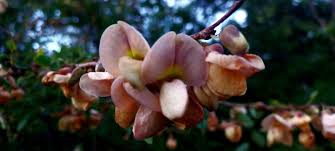 Image result for Ormocarpum kirkii