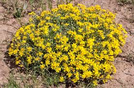 Image result for Heteropyxidaceae