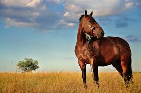 ➤ horse 7 posted in animals category and wallpaper original resolution is 1920x1200px. 7 Horse Images Free Stock Photos Download 7 782 Free Stock Photos For Commercial Use Format Hd High Resolution Jpg Images