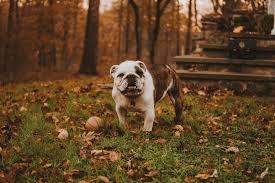 The victorian bulldog registry has no affiliation with any other registries, clubs or organisations. The Victorian Bulldog Top Breed Guide And Facts Animal Corner