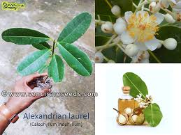 Image result for Calophyllum inophyllum