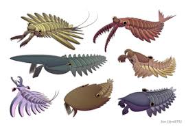 Image result for Megaloprotachne