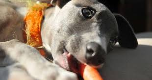 Halo Pet Food Company By Ellen Degeneres Releases New Vegan Dog Food Vegan Dog Vegan Dog Food Healthy Dog Food Recipes