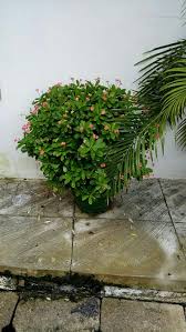 Image result for Ixora brachypoda