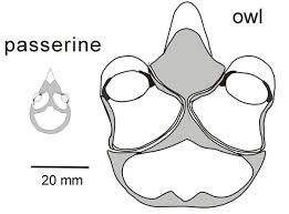 What are panda eyes, and what causes them? - Quora