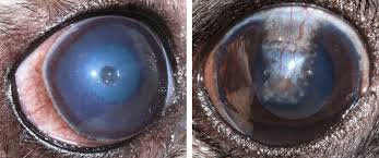 Depending on the cause of your ulcer, you'll probably get antibiotic, antiviral, or antifungal eye drops. Corneal Ulcers In Pets