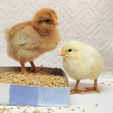 Chick Care: Feeding And Watering Dos And Don'ts - Storey Publishing